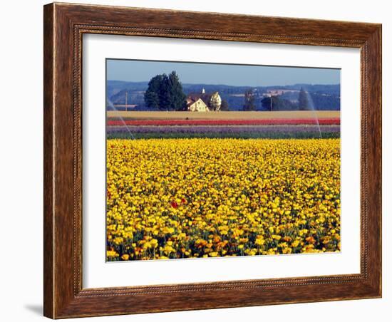 Watering the Tulips in the Willamette Valley, Oregon, USA-Janis Miglavs-Framed Photographic Print