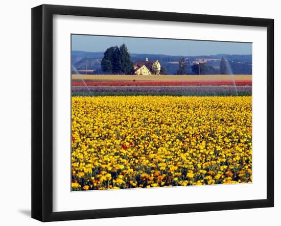 Watering the Tulips in the Willamette Valley, Oregon, USA-Janis Miglavs-Framed Photographic Print