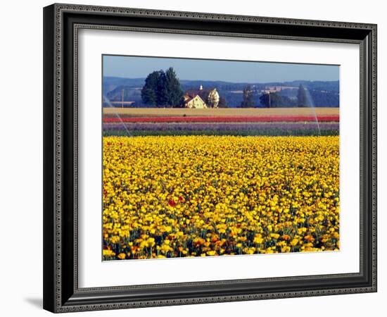 Watering the Tulips in the Willamette Valley, Oregon, USA-Janis Miglavs-Framed Photographic Print