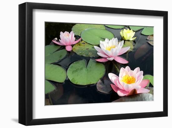 Waterlilies in Pond-null-Framed Art Print