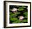 Waterlilies On Water's Surface-null-Framed Art Print