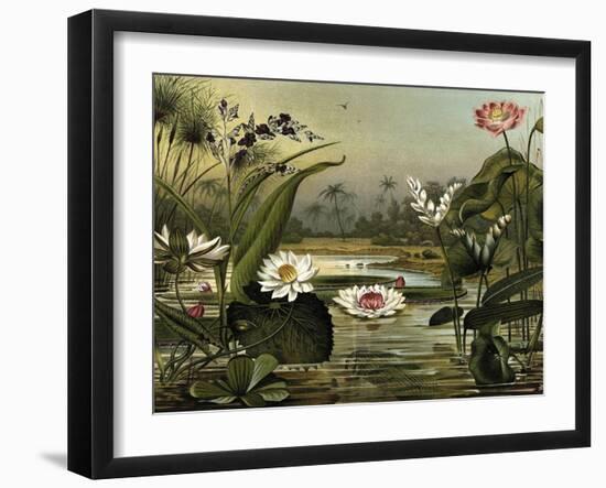 Waterlilies-null-Framed Art Print