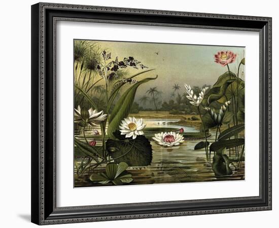 Waterlilies-null-Framed Art Print