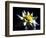 Waterlily Dahlia-George Oze-Framed Photographic Print