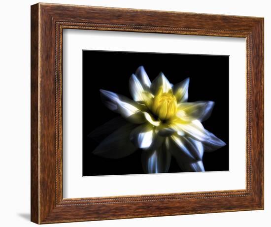 Waterlily Dahlia-George Oze-Framed Photographic Print