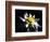 Waterlily Dahlia-George Oze-Framed Photographic Print