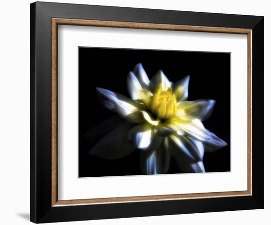 Waterlily Dahlia-George Oze-Framed Photographic Print