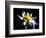 Waterlily Dahlia-George Oze-Framed Photographic Print