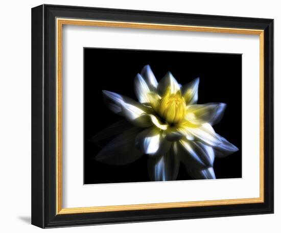 Waterlily Dahlia-George Oze-Framed Photographic Print