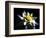 Waterlily Dahlia-George Oze-Framed Photographic Print