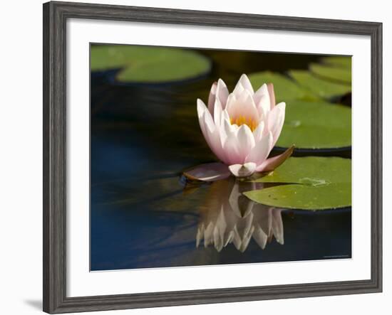 Waterlily, (Nymphaea), Bielefeld, Nordrhein Westfalen, Germany-Thorsten Milse-Framed Photographic Print