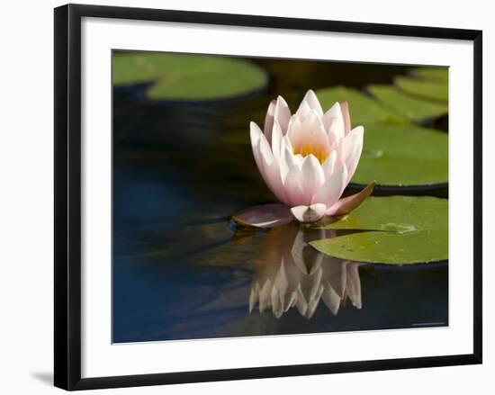 Waterlily, (Nymphaea), Bielefeld, Nordrhein Westfalen, Germany-Thorsten Milse-Framed Photographic Print