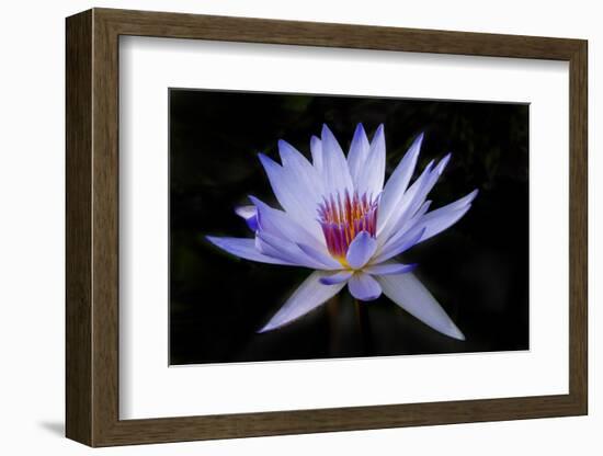 Waterlily White-Charles Bowman-Framed Photographic Print