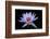 Waterlily White-Charles Bowman-Framed Photographic Print