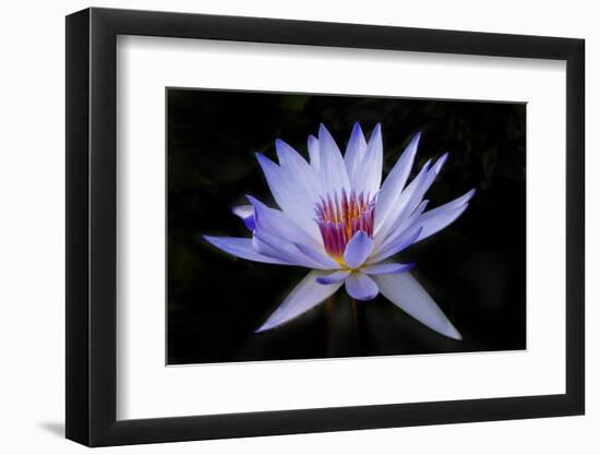 Waterlily White-Charles Bowman-Framed Photographic Print