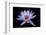 Waterlily White-Charles Bowman-Framed Photographic Print