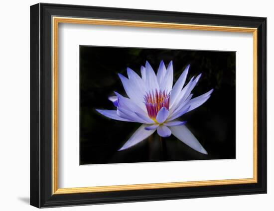 Waterlily White-Charles Bowman-Framed Photographic Print