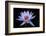 Waterlily White-Charles Bowman-Framed Photographic Print