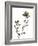 Watermark Wildflowers VI-Jennifer Goldberger-Framed Art Print