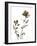 Watermark Wildflowers VI-Jennifer Goldberger-Framed Art Print