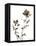 Watermark Wildflowers VI-Jennifer Goldberger-Framed Stretched Canvas