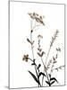 Watermark Wildflowers X-Jennifer Goldberger-Mounted Art Print