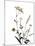 Watermark Wildflowers X-Jennifer Goldberger-Mounted Art Print