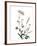 Watermark Wildflowers X-Jennifer Goldberger-Framed Art Print