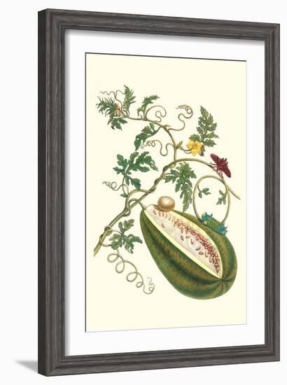 Watermelon and Slug Moth-Maria Sibylla Merian-Framed Art Print