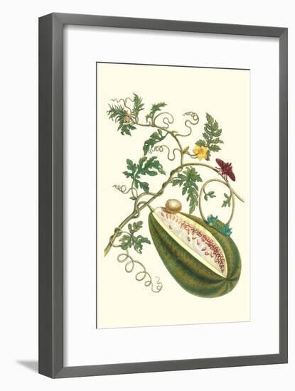 Watermelon and Slug Moth-Maria Sibylla Merian-Framed Art Print