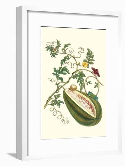 Watermelon and Slug Moth-Maria Sibylla Merian-Framed Art Print