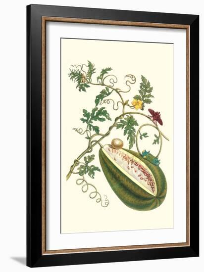 Watermelon and Slug Moth-Maria Sibylla Merian-Framed Art Print