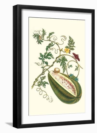 Watermelon and Slug Moth-Maria Sibylla Merian-Framed Art Print