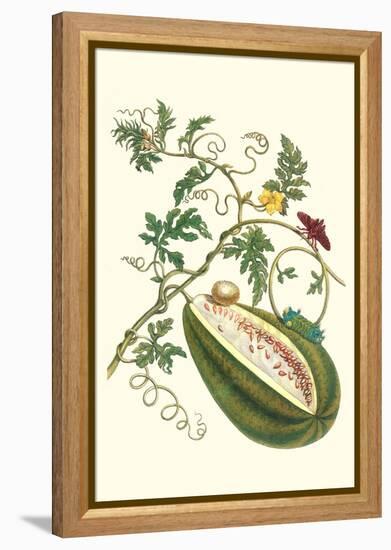 Watermelon and Slug Moth-Maria Sibylla Merian-Framed Stretched Canvas