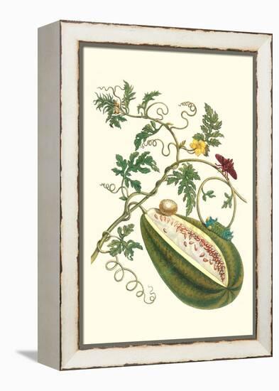 Watermelon and Slug Moth-Maria Sibylla Merian-Framed Stretched Canvas