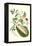 Watermelon and Slug Moth-Maria Sibylla Merian-Framed Stretched Canvas