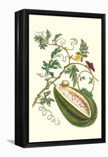 Watermelon and Slug Moth-Maria Sibylla Merian-Framed Stretched Canvas