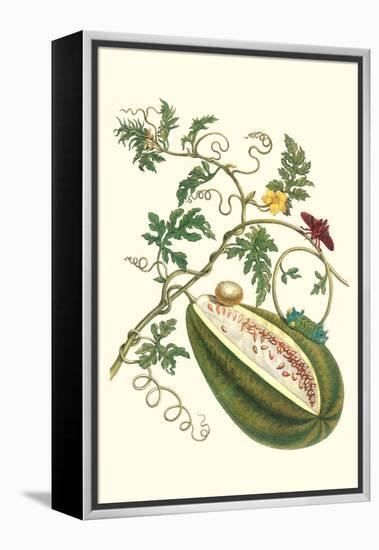 Watermelon and Slug Moth-Maria Sibylla Merian-Framed Stretched Canvas