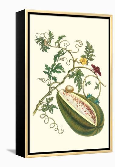 Watermelon and Slug Moth-Maria Sibylla Merian-Framed Stretched Canvas