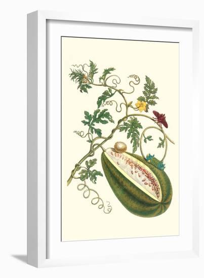 Watermelon and Slug Moth-Maria Sibylla Merian-Framed Premium Giclee Print