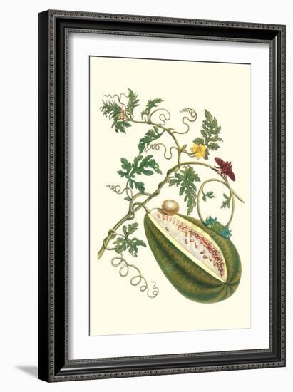 Watermelon and Slug Moth-Maria Sibylla Merian-Framed Premium Giclee Print