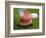 Watermelon Explosion-Alan Sailer-Framed Photographic Print