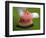 Watermelon Explosion-Alan Sailer-Framed Photographic Print