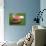 Watermelon Explosion-Alan Sailer-Photographic Print displayed on a wall