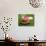 Watermelon Explosion-Alan Sailer-Photographic Print displayed on a wall