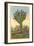 Watermelon Tree, Freak Saguaro Cactus-null-Framed Art Print