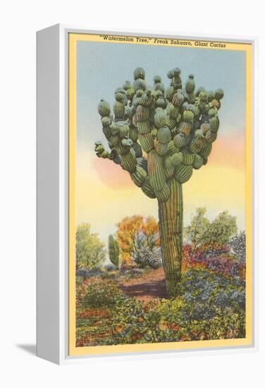 Watermelon Tree, Freak Saguaro Cactus-null-Framed Stretched Canvas