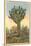 Watermelon Tree, Freak Saguaro Cactus-null-Mounted Art Print