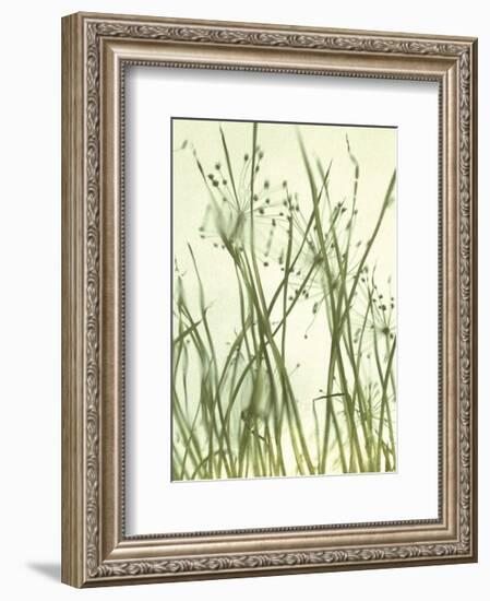 Watery Grasses 1-Jenny Kraft-Framed Art Print