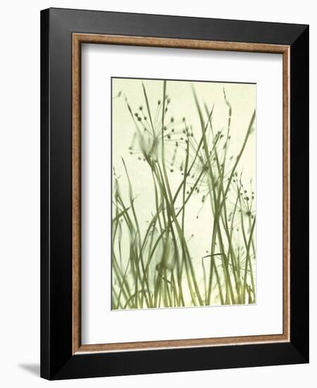 Watery Grasses 1-Jenny Kraft-Framed Art Print